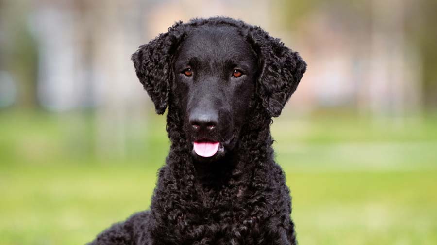 Curly-Coated Retriever (Black, Face)