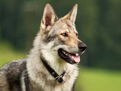 Czechoslovakian Wolfdog