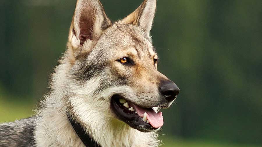 Czechoslovakian Wolfdog (Silver-gray, Muzzle)