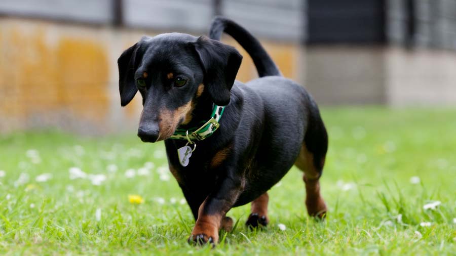 Dachshund (Black, Walk)