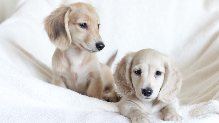 Dachshund Puppy (Silver, Face)