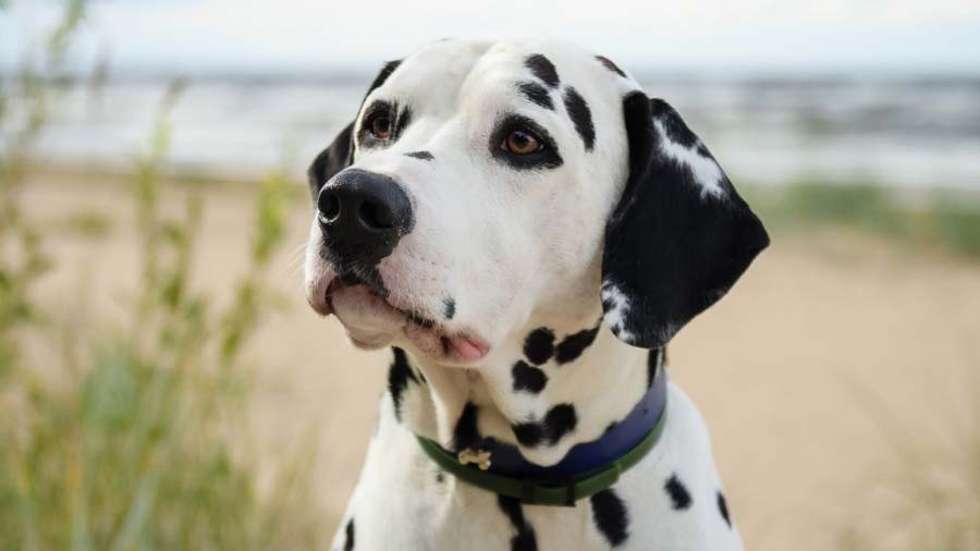 Dalmatian (White & Black, Muzzle)