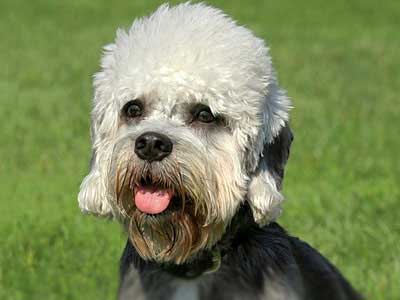 Dandie Dinmont Terrier