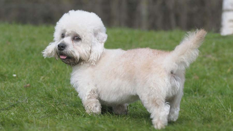 Dandie Dinmont Terrier (Gray & White, Side View)