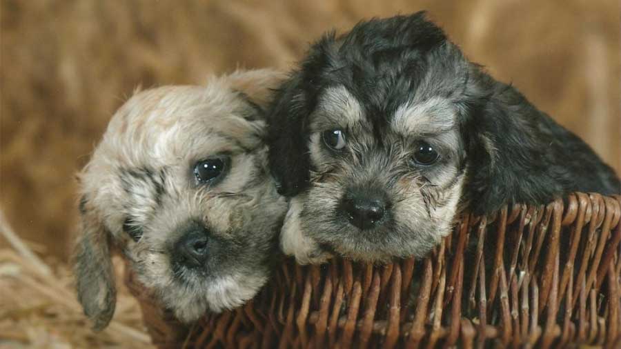 Dandie Dinmont Terrier Puppy (Face, Muzzle)