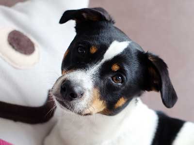 Danish-Swedish Farmdog