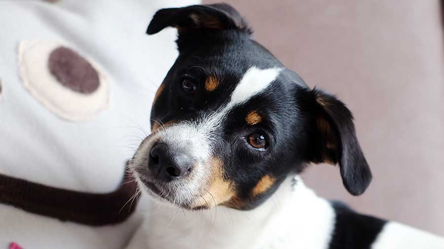 Danish-Swedish Farmdog (Face, Muzzle)