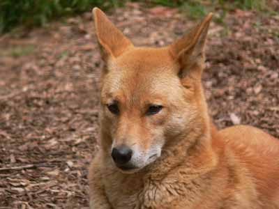 Dingo Dog, Domesticated, Characteristics, Traits