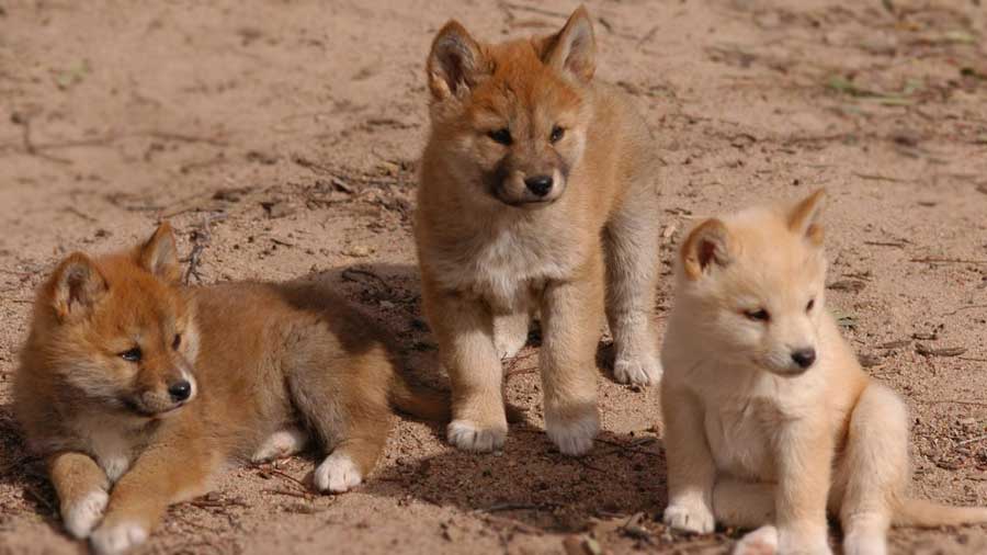 Dingo Puppy (Puppies, Face)