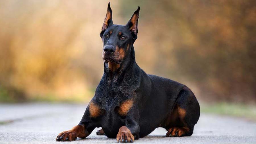 Doberman Pinscher (Black & Tan, Face)