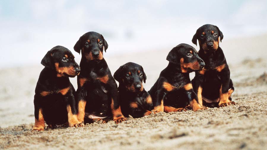 Doberman Pinscher Puppy (Sitting, Face)