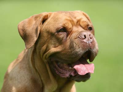 Dogue de Bordeaux