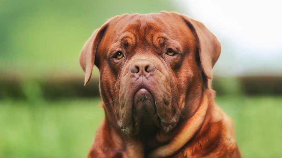 Dogue de Bordeaux (Red, Face)