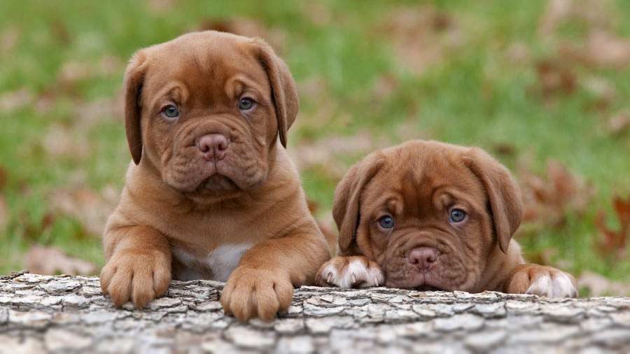 Dogue de Bordeaux Puppies (Red, Face)