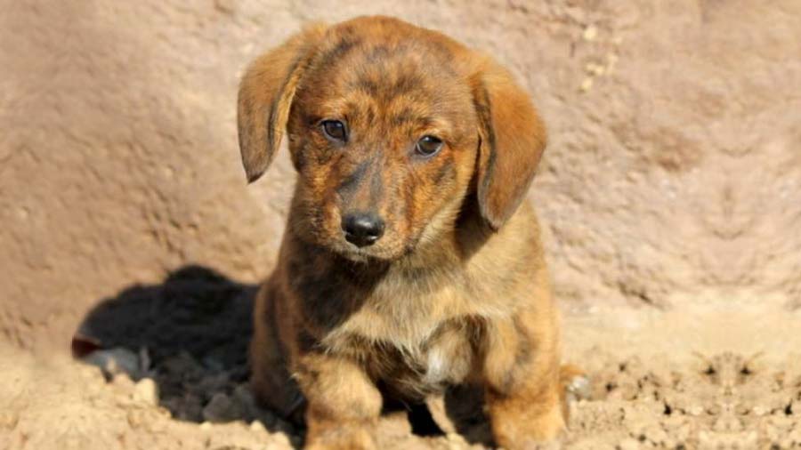 Dorgi Puppy (Face, Sitting)