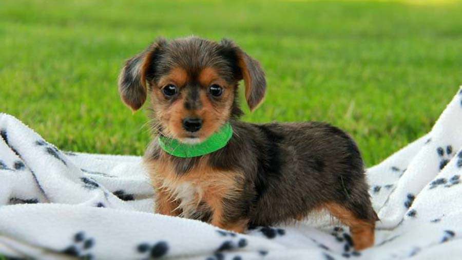 Dorkie Puppy (Side View, Standing)