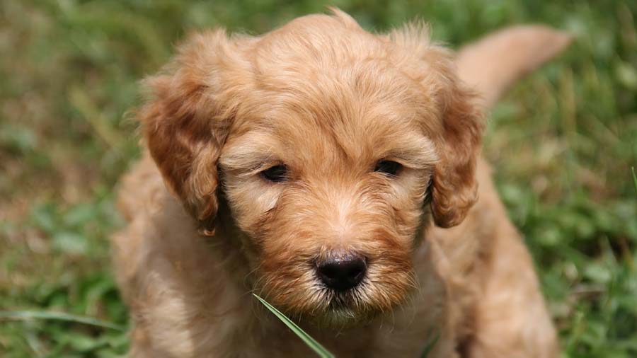 Double Doodle Puppy (Golden, Muzzle)