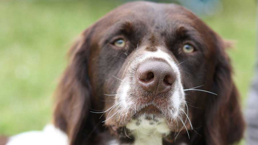 Drentse Patrijshond (Brown & White, Muzzle)