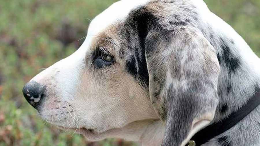 Dunker Puppy (Side View, Head)