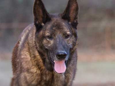 Dutch Shepherd Dog