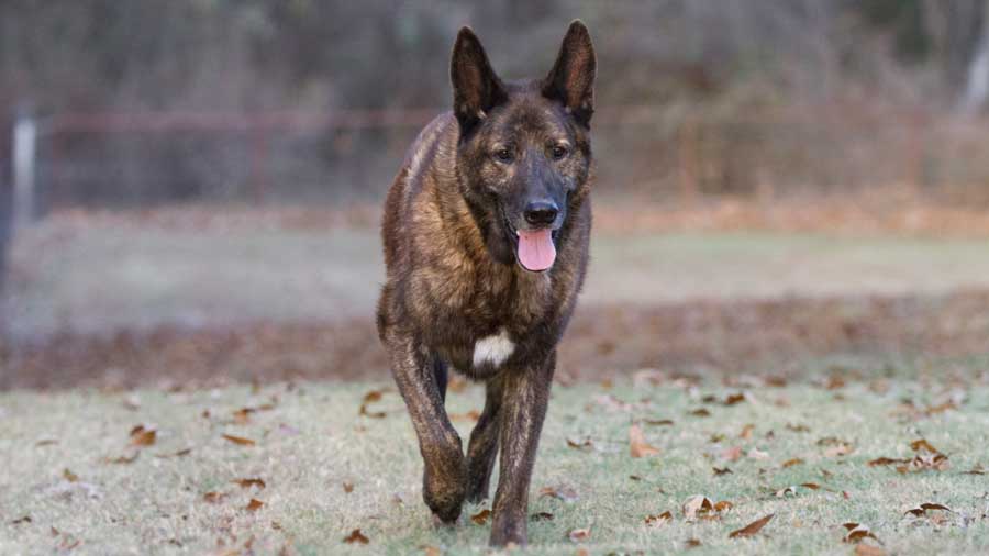 Dutch Shepherd Dog (Brindle, Standing)