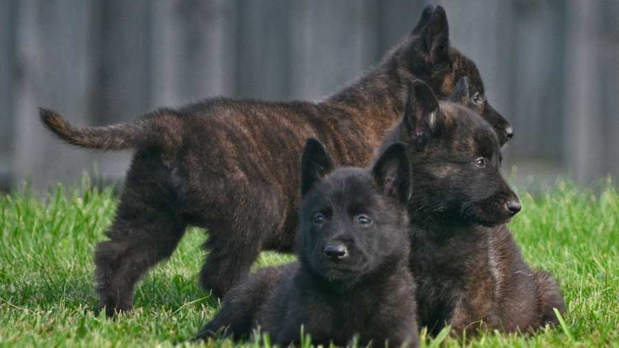 Dutch Shepherd Dog Puppy (Puppies, Brindle)