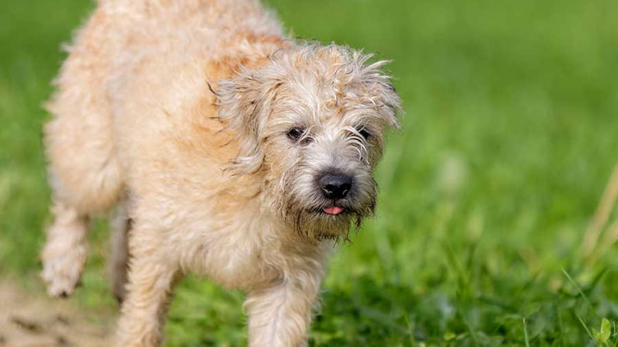 Dutch Smoushond Puppy (Face, Standing)