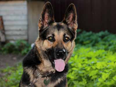 East-European Shepherd