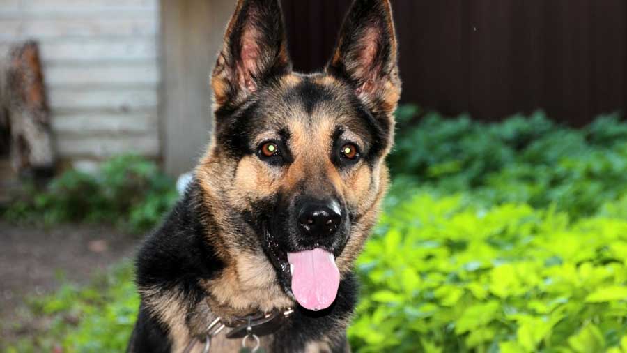 East-European Shepherd (Black & Tan, Face)