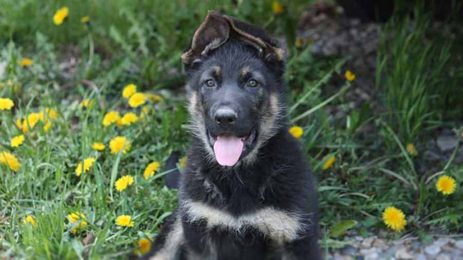 East-European Shepherd Puppy (Black & Tan, Face)