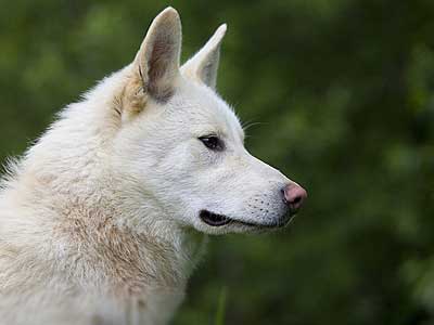 East Siberian Laika