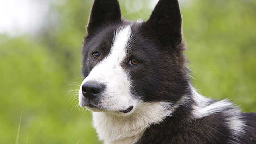 East Siberian Laika (Black & White, Muzzle)