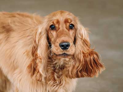 English Cocker Spaniel