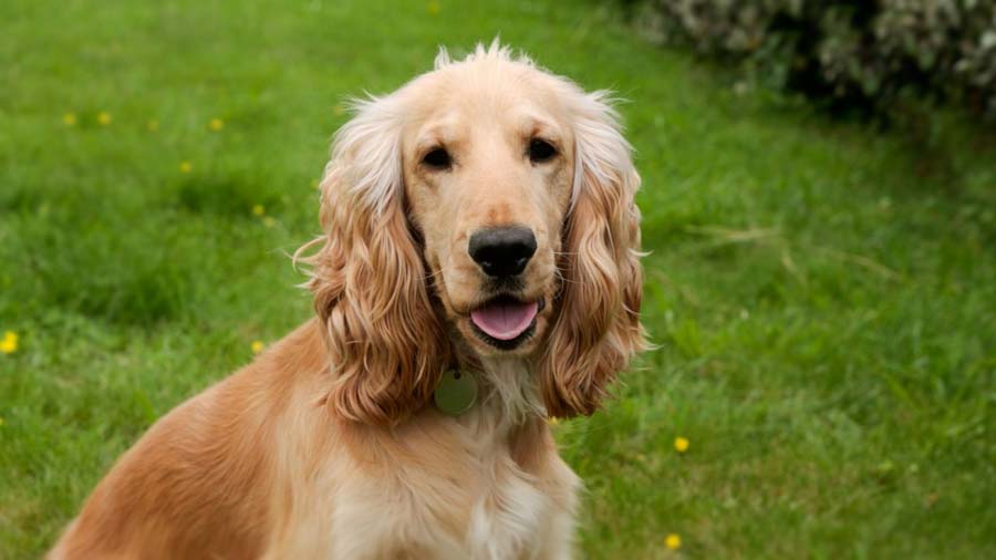 English Cocker Spaniel (Golden, Face)