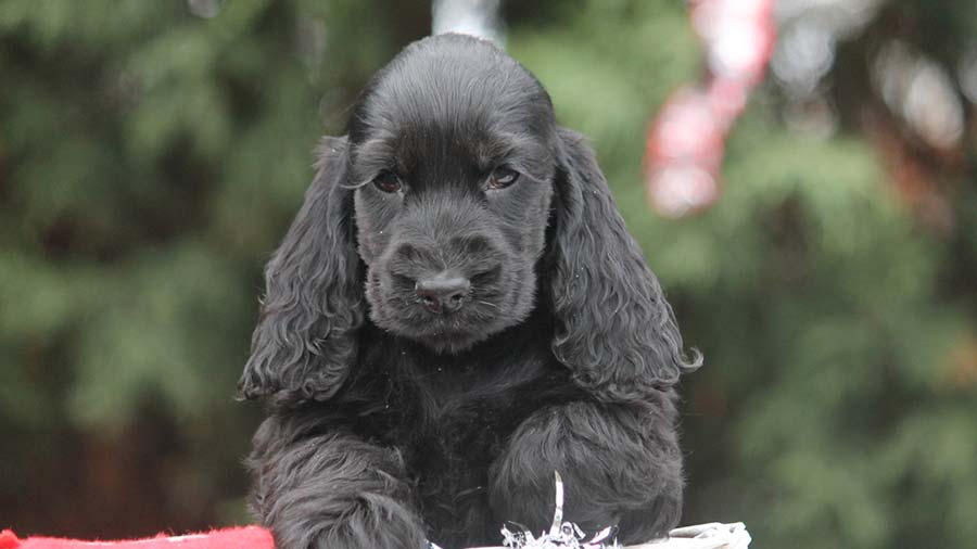 English Cocker Spaniel Puppy (Black, Face)