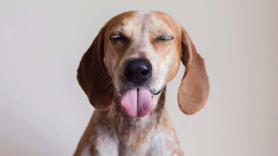 American English Coonhound (Face, Muzzle)