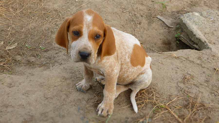 American English Coonhound Puppy (Sitting, Muzzle)