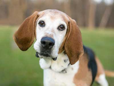 English Foxhound