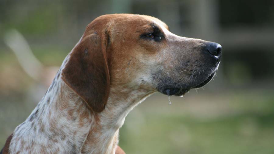 English Foxhound (Black White & Tan, Head)