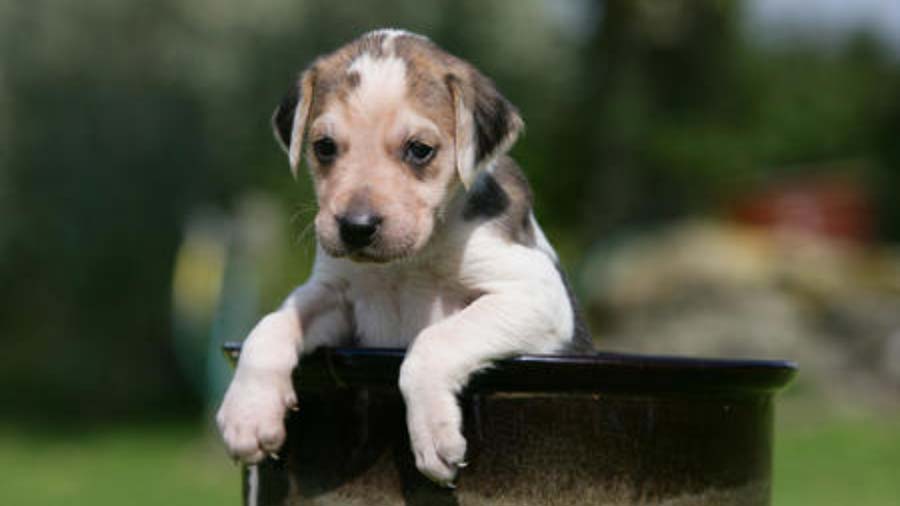 English Foxhound Puppy (Black White & Tan, Face)