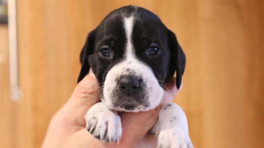 Pointer Puppy (White & Black, Face)