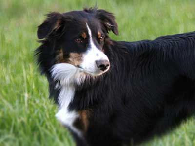 English Shepherd