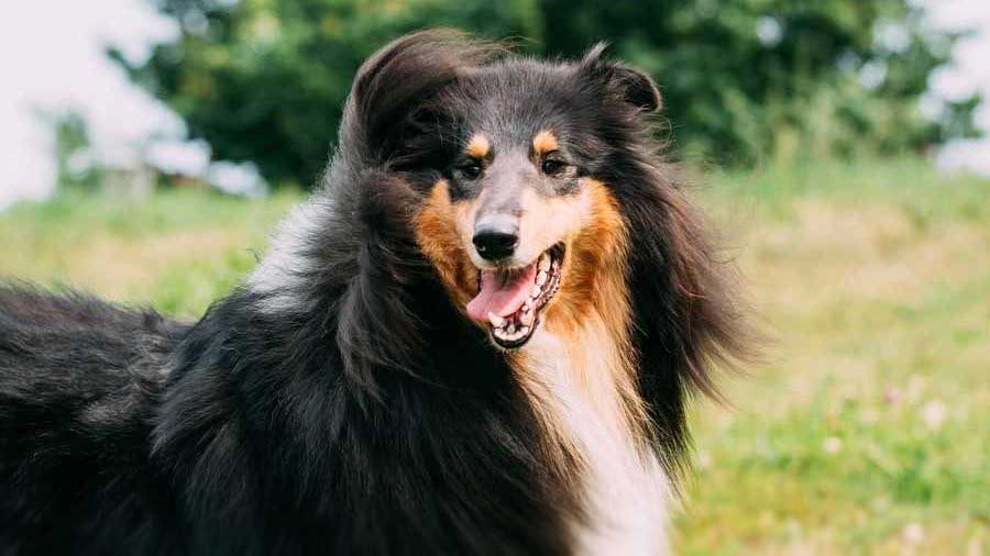 English Shepherd (Tricolor, Side View)