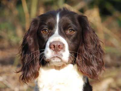 how much should i feed my english springer spaniel puppy