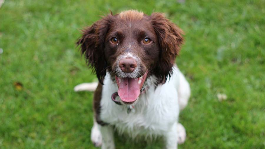 English Springer Spaniel (Sitting, Face)