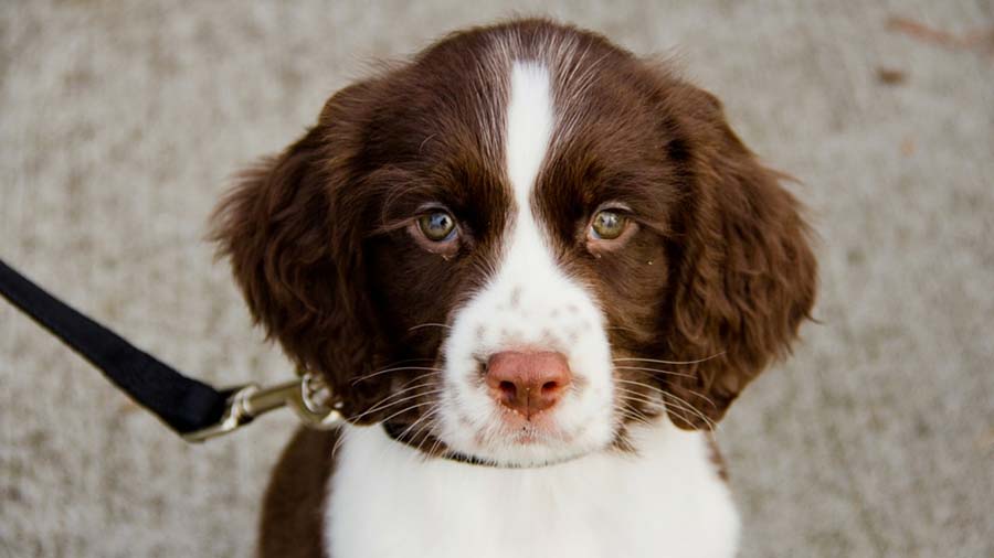 English Springer Spaniel Puppy (Sitting, Face)