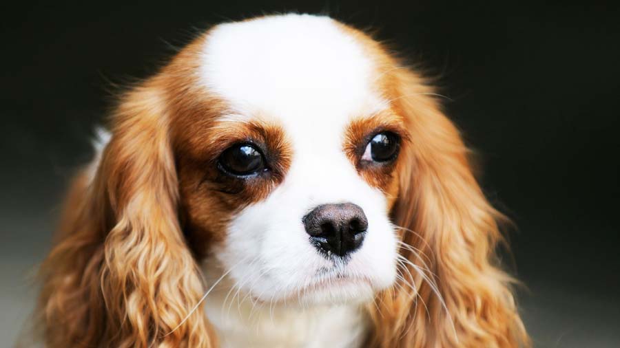 are english toy spaniel puppies lazy