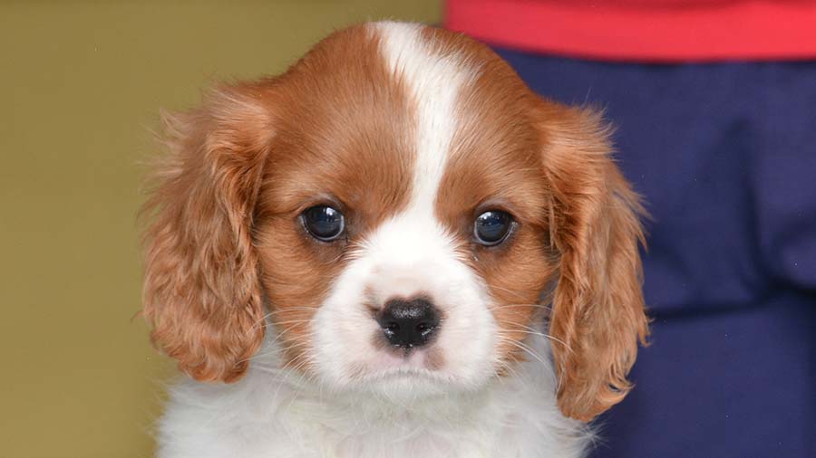 English Toy Spaniel Puppy (Red & White, Face)