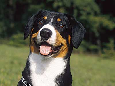 Entlebucher Mountain Dog