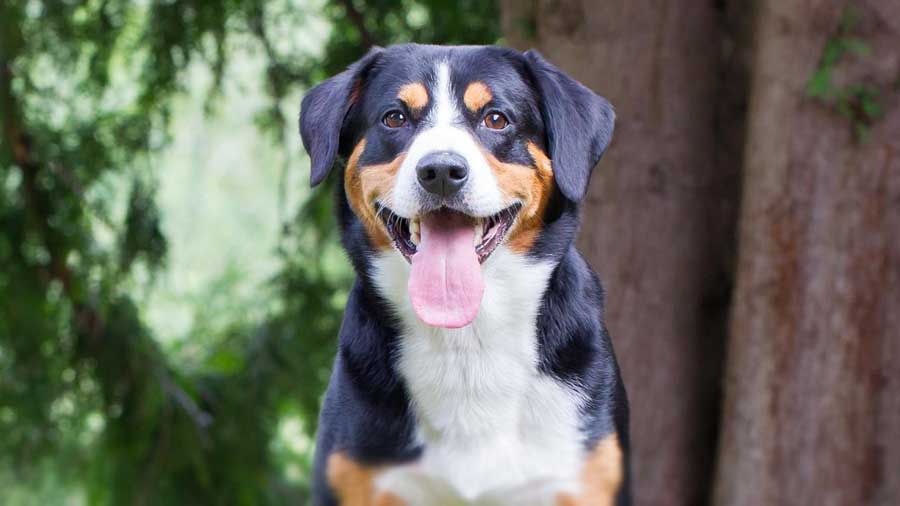 Entlebucher Mountain Dog (Black White & Tan, Face)